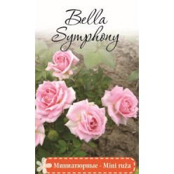 Роза Bella Symphony миниатюрная (саж. ЗКС)  коробка  Сербия "RI"